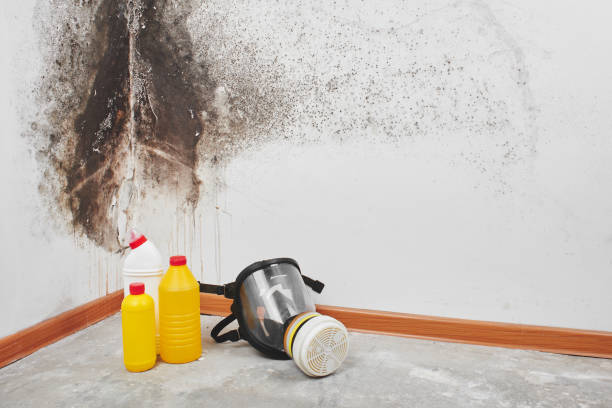 Best Attic Mold Remediation in Fresno, CA