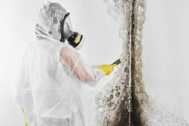Best HVAC Mold Remediation in Fresno, CA