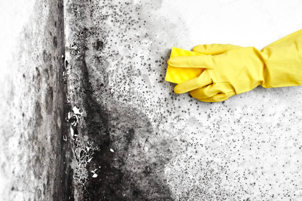Trusted Fresno, CA Mold Remediation Experts