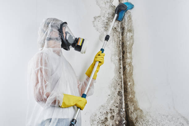 Best Mold Remediation for Specific Building Types in Fresno, CA