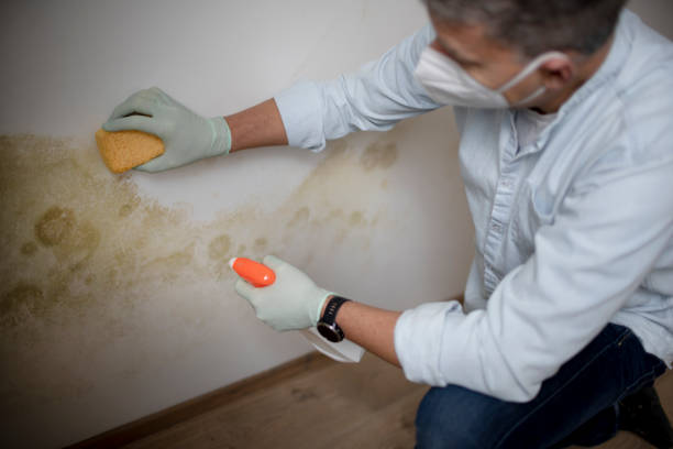 Best White Mold Remediation in Fresno, CA