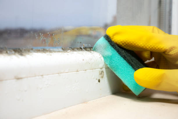Best Bathroom Mold Remediation in Fresno, CA