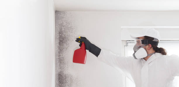 Best Commercial Mold Remediation in Fresno, CA