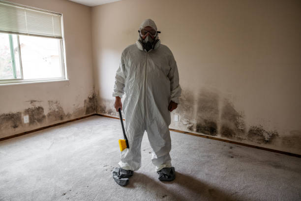 Best Black Mold Remediation in Fresno, CA