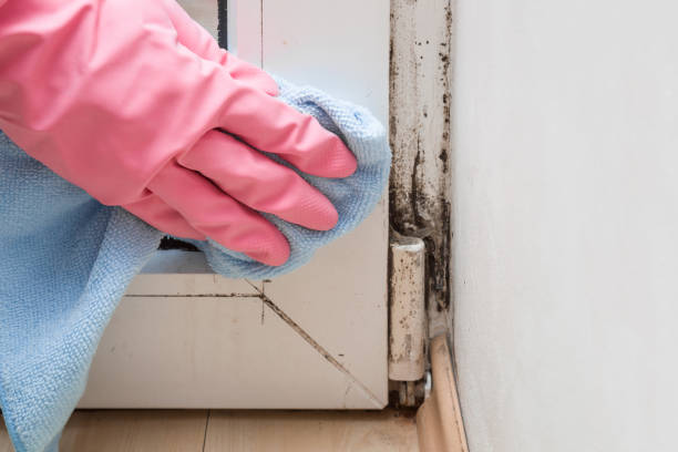 Best Insurance-Related Mold Remediation in Fresno, CA