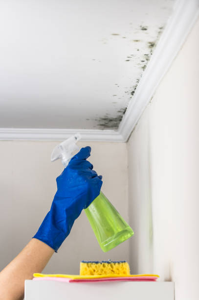 Best Post-Flood Mold Remediation in Fresno, CA